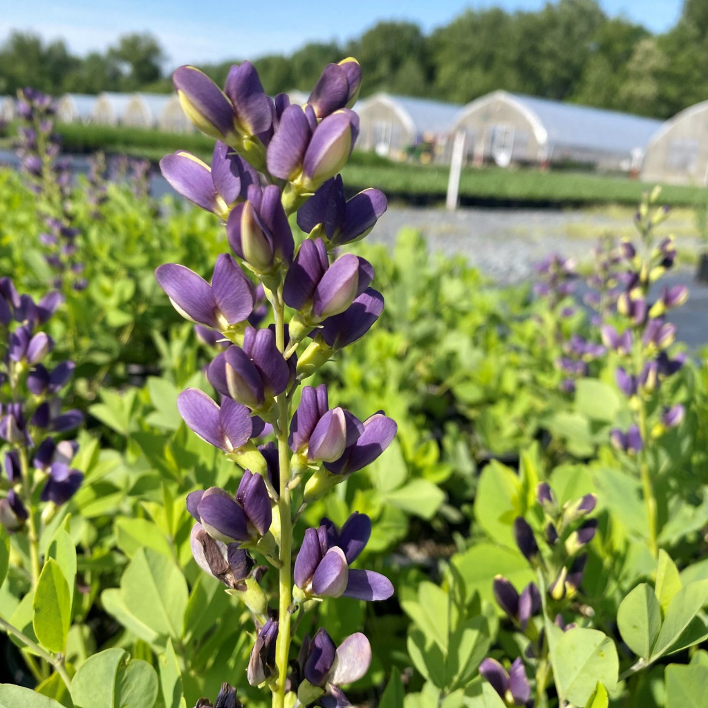 Baptisia Indigo Spires False Indigo Cavano S Perennials