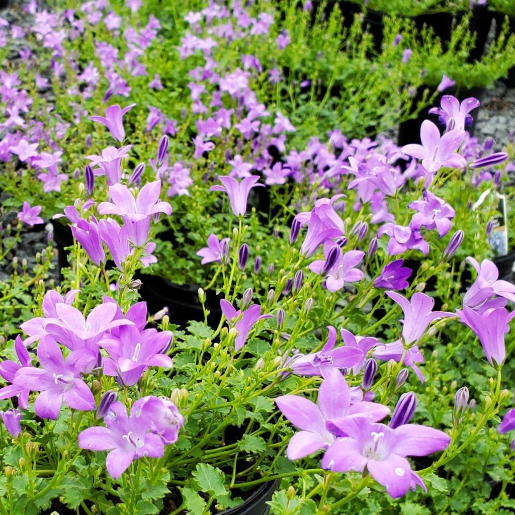 Campanula Birch Hybrid Bellflower Cavano S Perennials