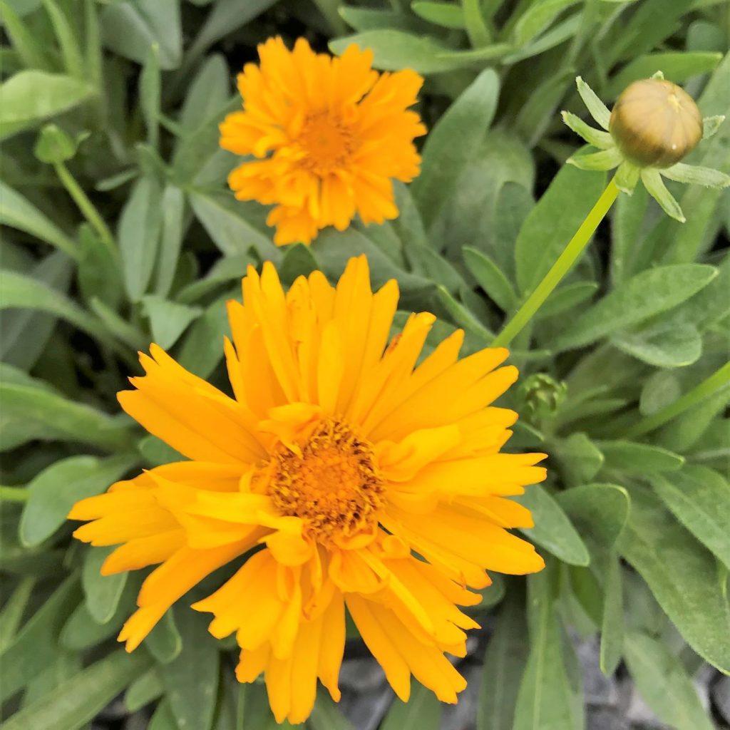 Coreopsis Grandiflora Early Sunrise Tickseed Cavano S Perennials