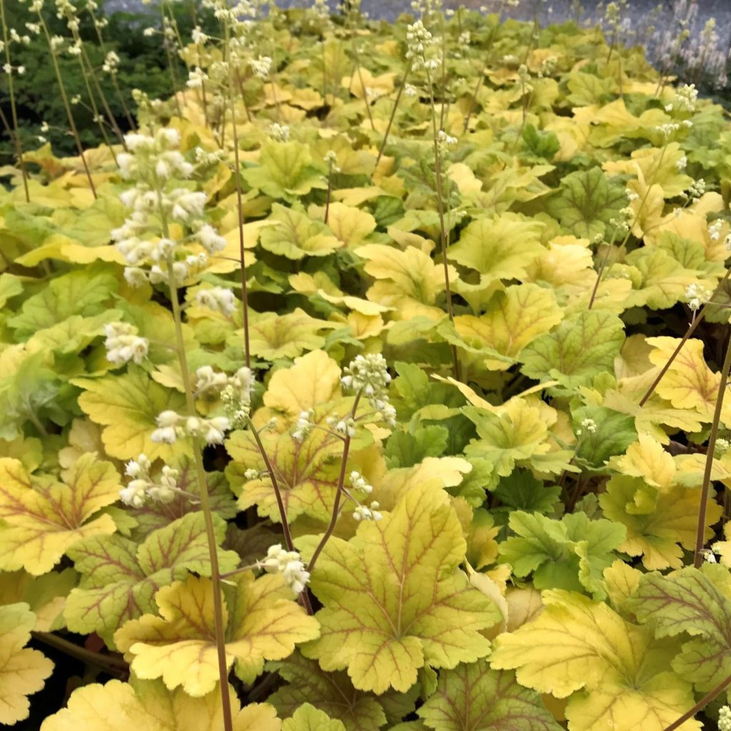 Heuchera Electra Coral Bells Cavano S Perennials