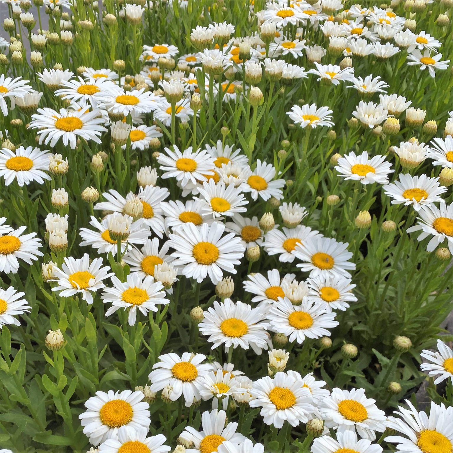 Leucanthemum Snow Lady Shasta Daisy Cavano S Perennials