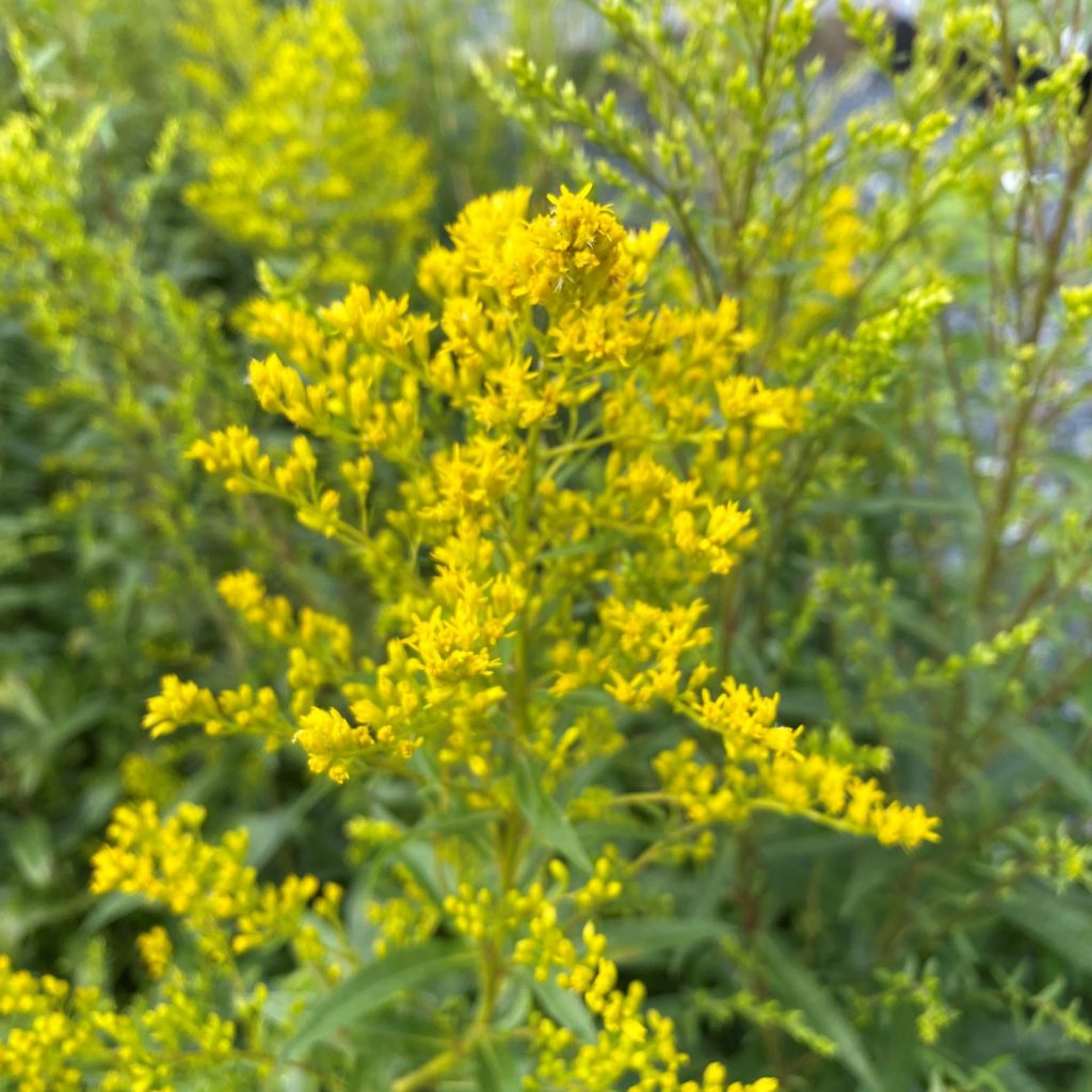 Solidago Odora Anise Scented Goldenrod Cavano S Perennials