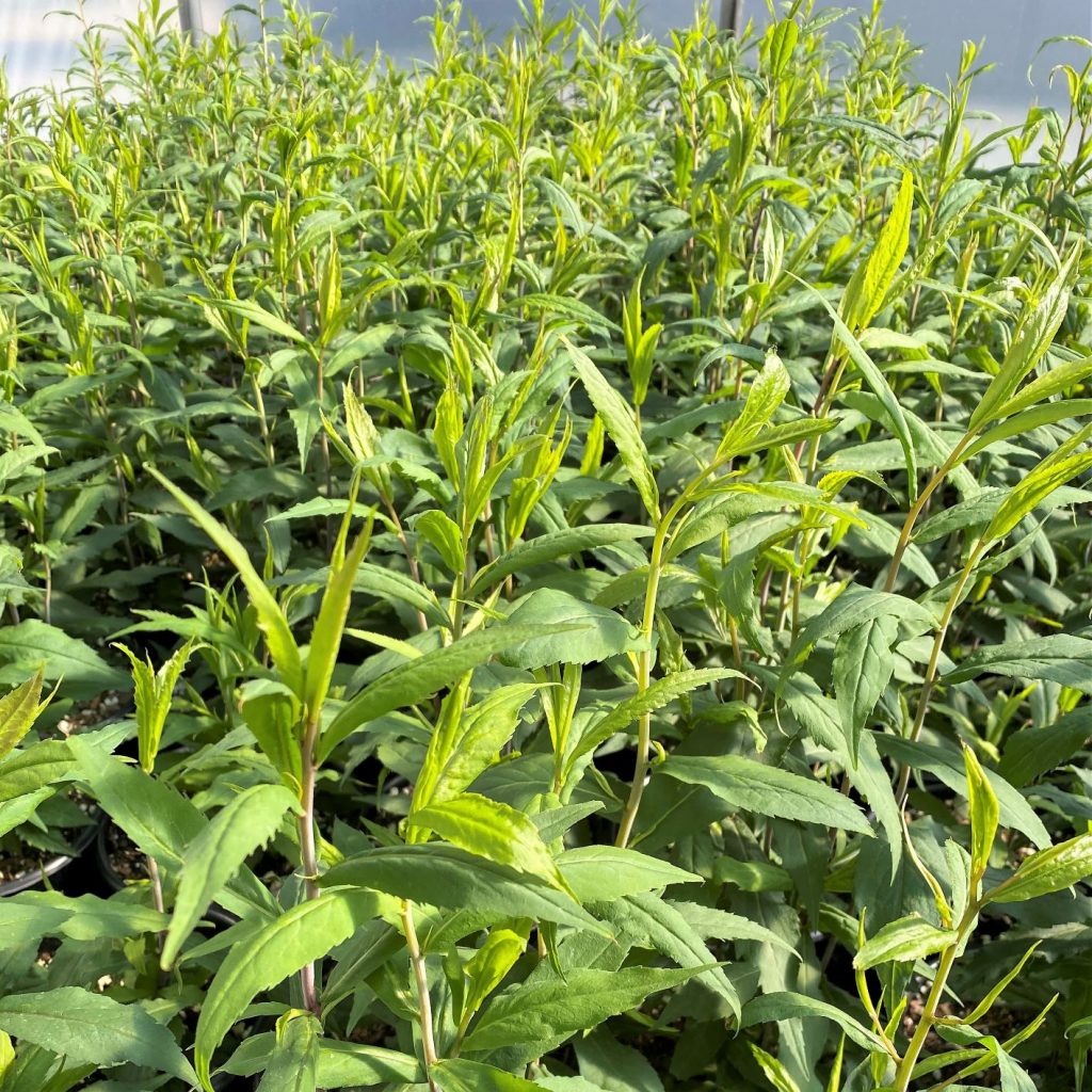 Solidago Caesia Bluestem Goldenrod Cavano S Perennials