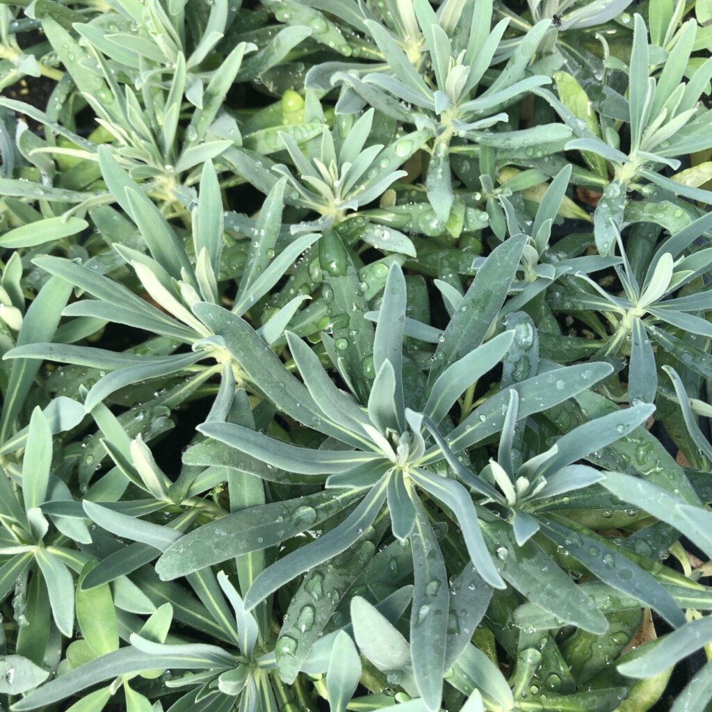 Euphorbia Characias Ssp Wulfenii Spurge Cavano S Perennials