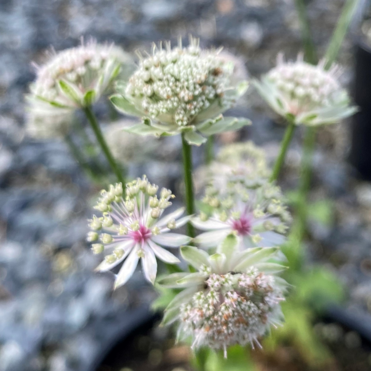 Astrantia Major Roma Great Masterwort Cavano S Perennials