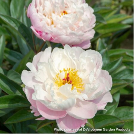 Paeonia Lady Alexandra Duff Garden Peony Cavano S Perennials