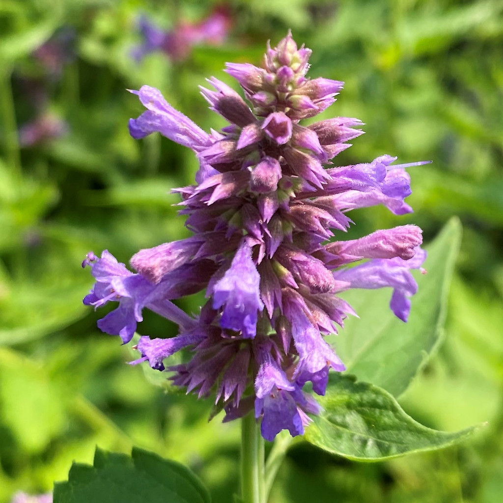 Agastache ‘Blue Boa’ (Giant Hyssop) - Cavano's Perennials