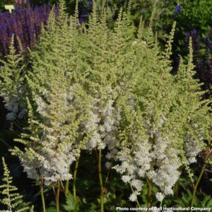 Astilbe chinensis 'Vision in White' PP18,955