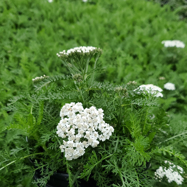 Achillea 'New Vintage White' or Yarrow has white flowers.