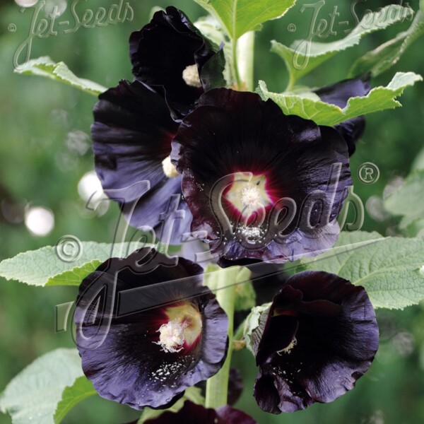 Alcea rosea 'Nigra' (Hollyhock)