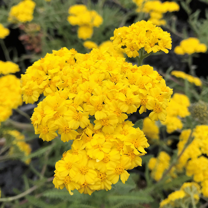 Achillea Millefolium Little Moonshine Yarrow Cavano S Perennials