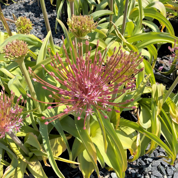 Allium schubertii has pink flowers