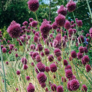Allium sphaerocephalon (Round-Headed Garlic)