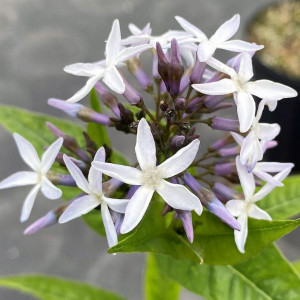 Amsonia grande has blue flower