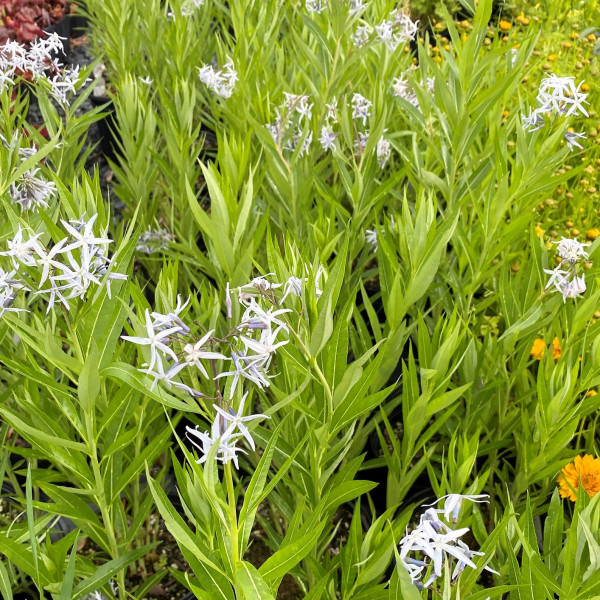 Amsonia tab. var. salicifolia or Blue Star has blue flowers.