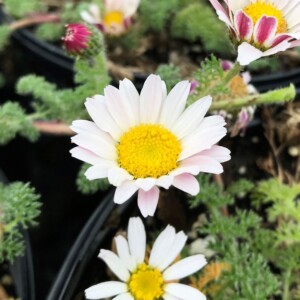 Anacyclus P. Var. depressus has white flowers