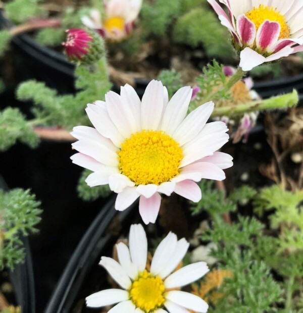 Anacyclus P. Var. depressus has white flowers