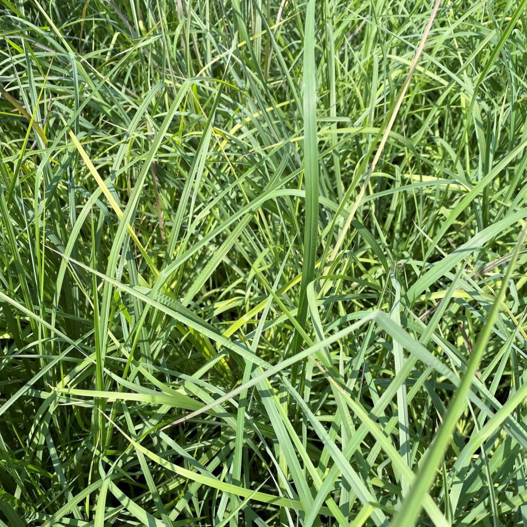 Andropogon virginicus (Broomsedge) - Cavano's Perennials