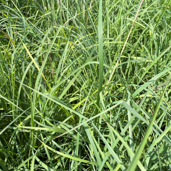 Andropogon virginicus has green leaves