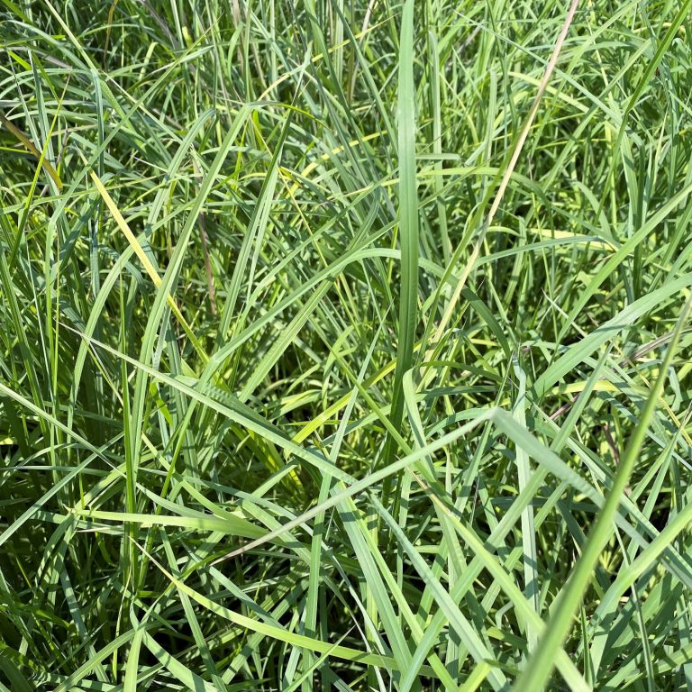 Andropogon virginicus (Broomsedge) Cavano's Perennials