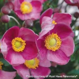 Anemone hupehensis ‘Pretty Lady Diana’ (Anemone)