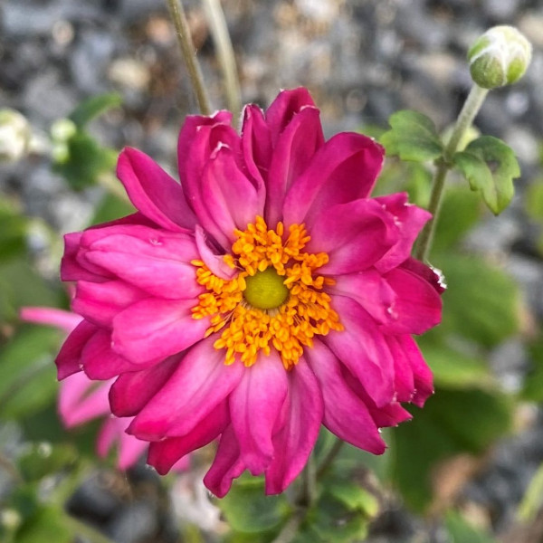 Anemone Pretty Lady Julia has pink flower