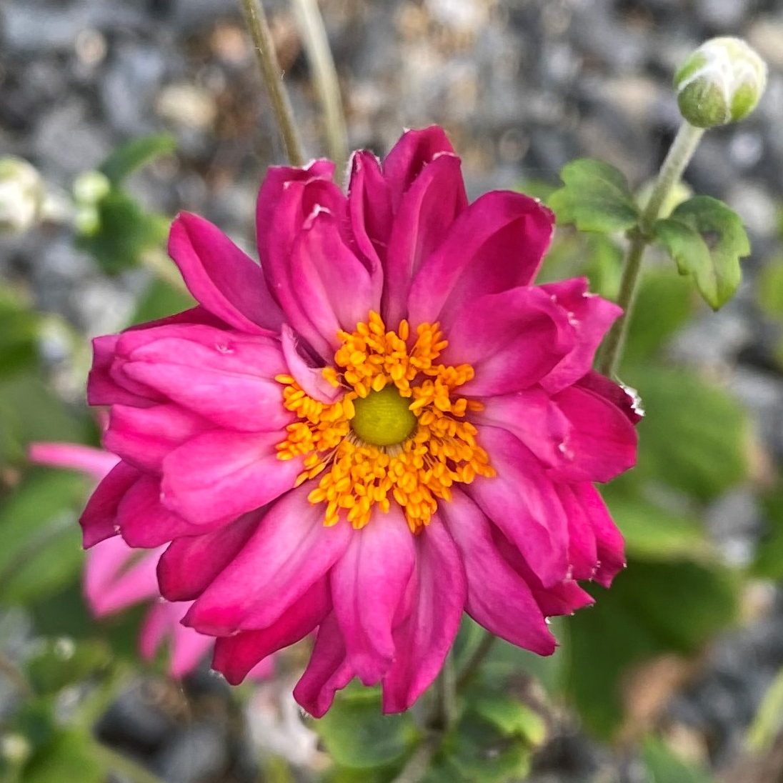 Anemone ‘pretty Lady Julia Windflower Cavanos Perennials