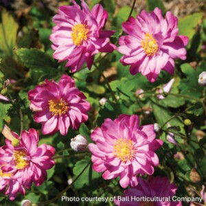 Anemone hupehensis ‘Pretty Lady Julia’ (Anemone)