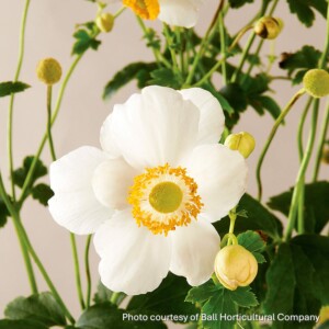 Anemone hupehensis 'Pretty Lady Maria' (Anemone)