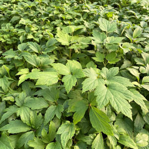 Anemone Red Riding Hood has pink flowers