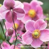 Anemone hupehensis 'September Charm' (Anemone)