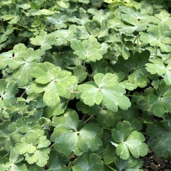 Aquilegia vulgaris var. stellata ‘Black Barlow’ (Columbine) - Image 2