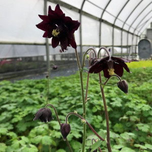 Aquilegia Black Barlow has dark purple flowers