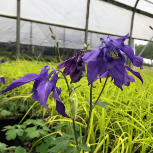 Aquilegia alpina or Columbine has purple flowers.