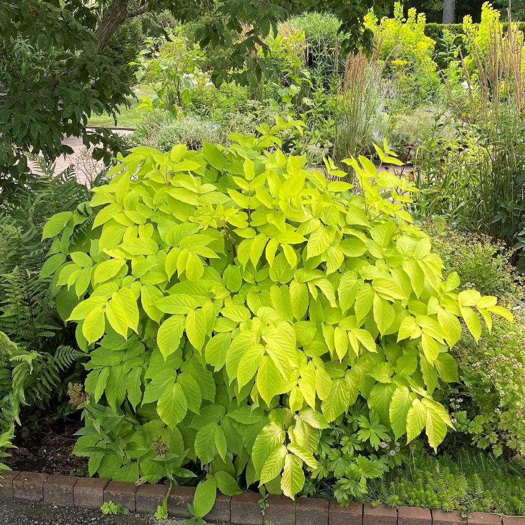 Aralia ‘Sun King’ (Japanese Spikenard) - Cavano's Perennials