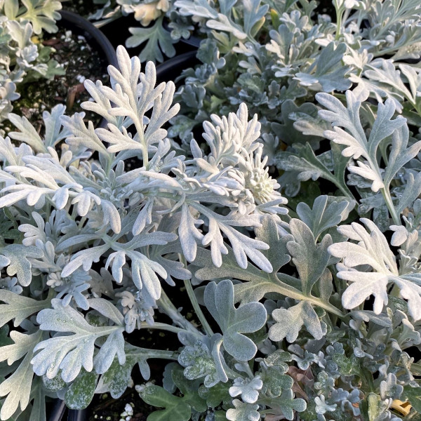 Artemsia Silver Brocade has grey leaves