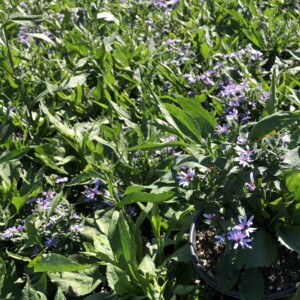 Aster x ‘Little Carlow’ (Aster)