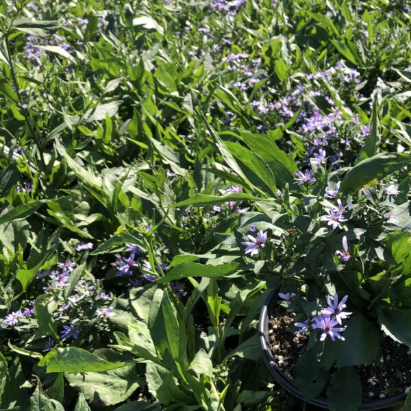 Aster x ‘Little Carlow’ (Aster)
