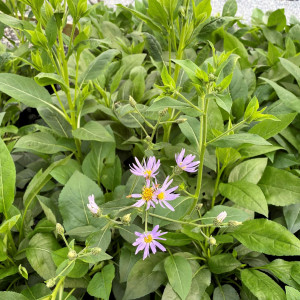 Aster ‘Twilight’ has blue flowers.