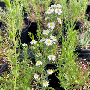 aster ericoides has white flowers