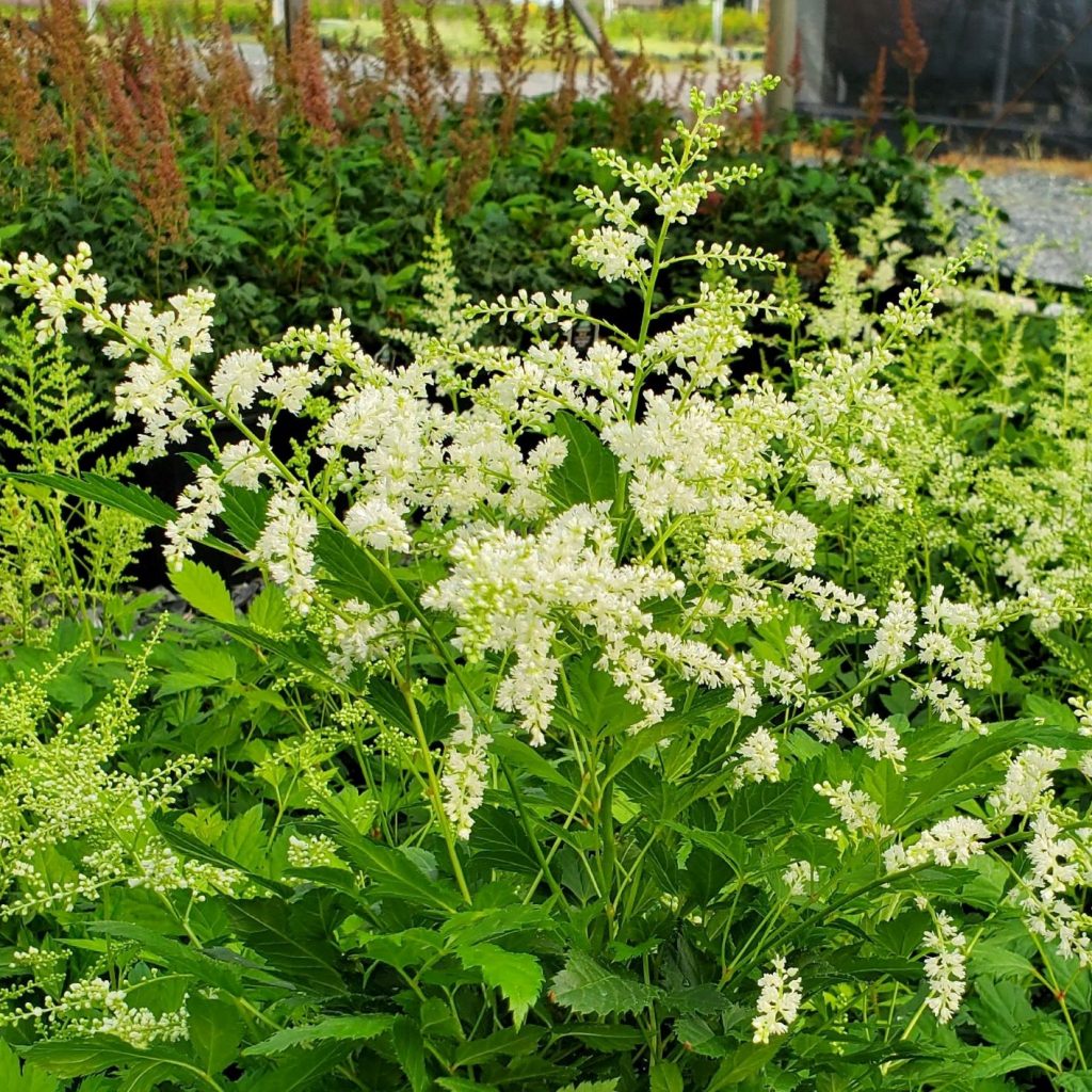 Astilbe x Bridal Veil Cavano's Perennials
