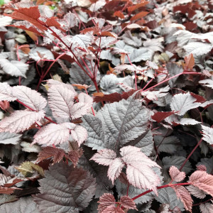 Astilbe Chocolate Shogun has white flowers, chocolate foliage