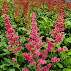 Astilbe Red Sentinel has pink flowers