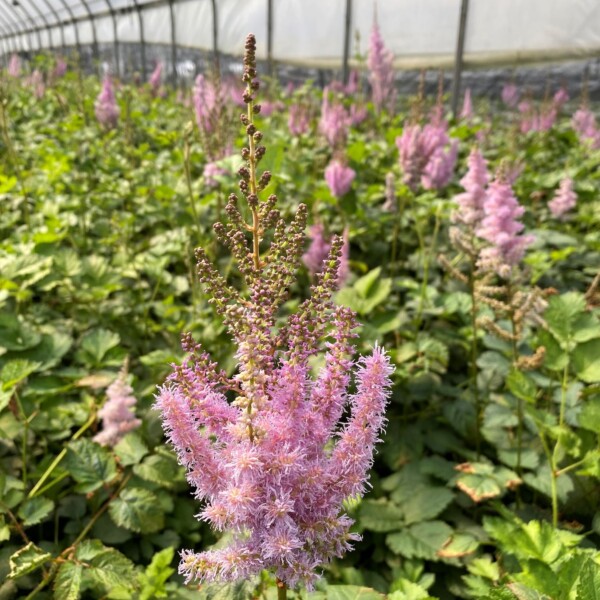 Astilbe chinensis var. taquetii ‘Superba’