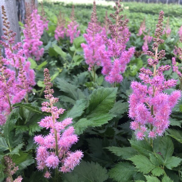 Astilbe chinensis 'Visions'