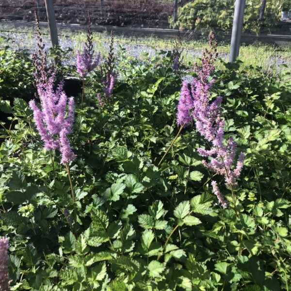 Astilbe chinensis var. taquetii 'Purple Candles'