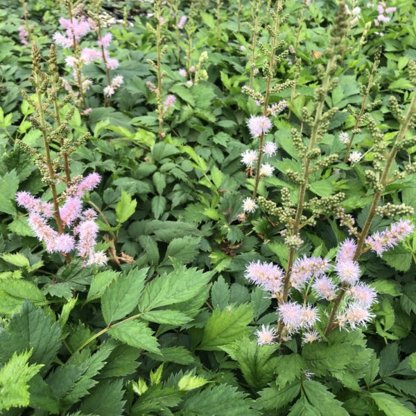 Astilbe chinensis var. pumila