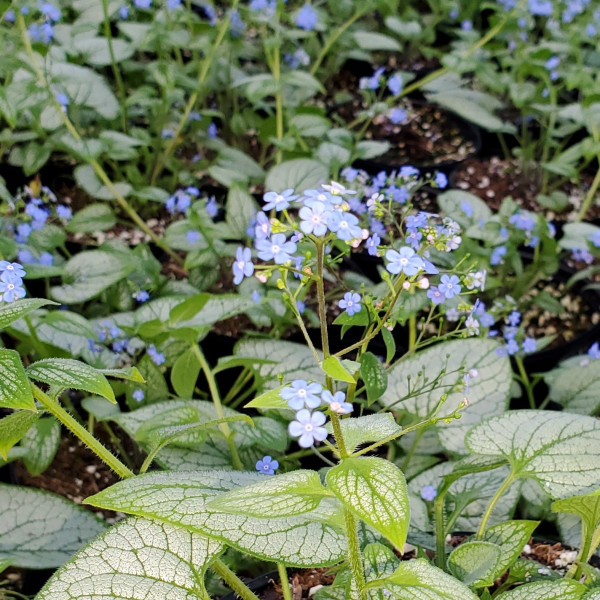 Brunnera Sea Heart has blue flowers and variegated leaves