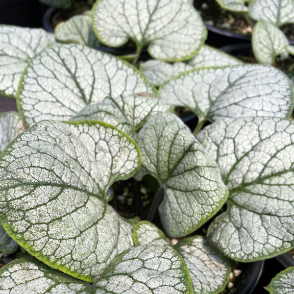 Brunnera Silver Heart has blue flowers and variegated foliage