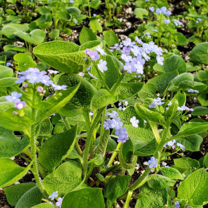 Brunnera macrophylla has blue flowers